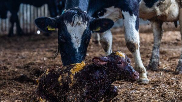 为什么这周你要在农场里调动你内心的侦察